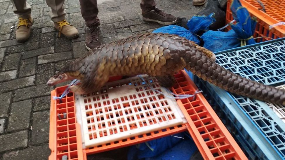 O hayvanda farklı korona türleri bulundu 9