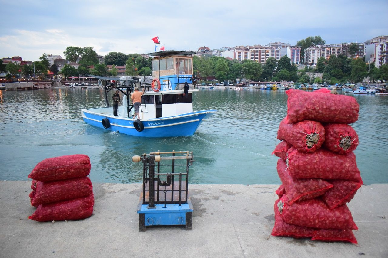 Uzak Doğu'nun gözü Akçakoca'nın deniz salyangozlarında! 12