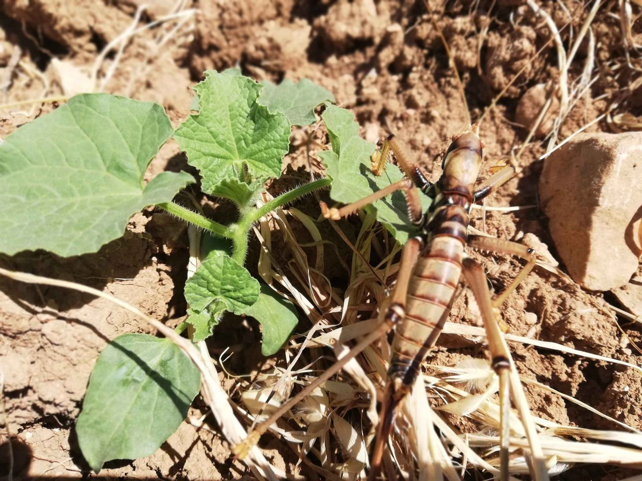 Etçil çekirgeler Batman'da ortaya çıktı! 5