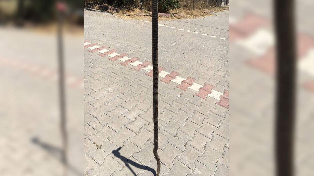 Ülke genelindeki yılan paniği! Ekipler zor anlar yaşadı 2