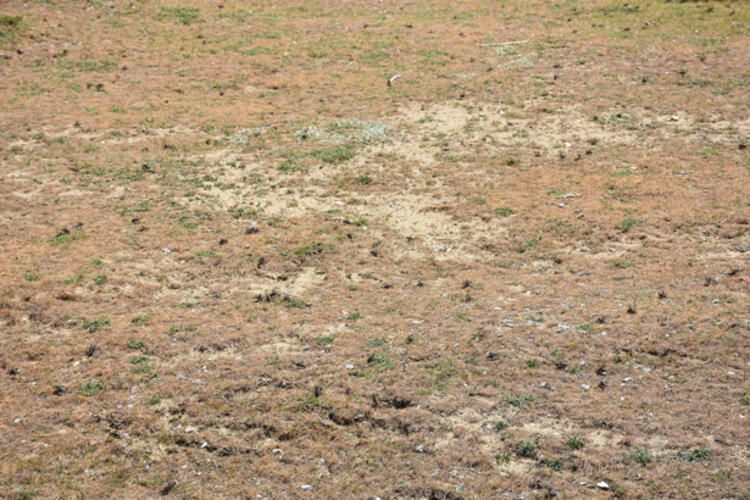 Çekirgeler kent merkezine gidiyor 7