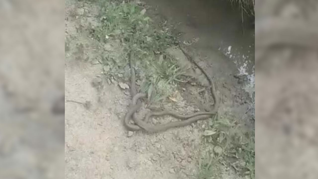 Yılan haberleri gelmeye devam ediyor! 2