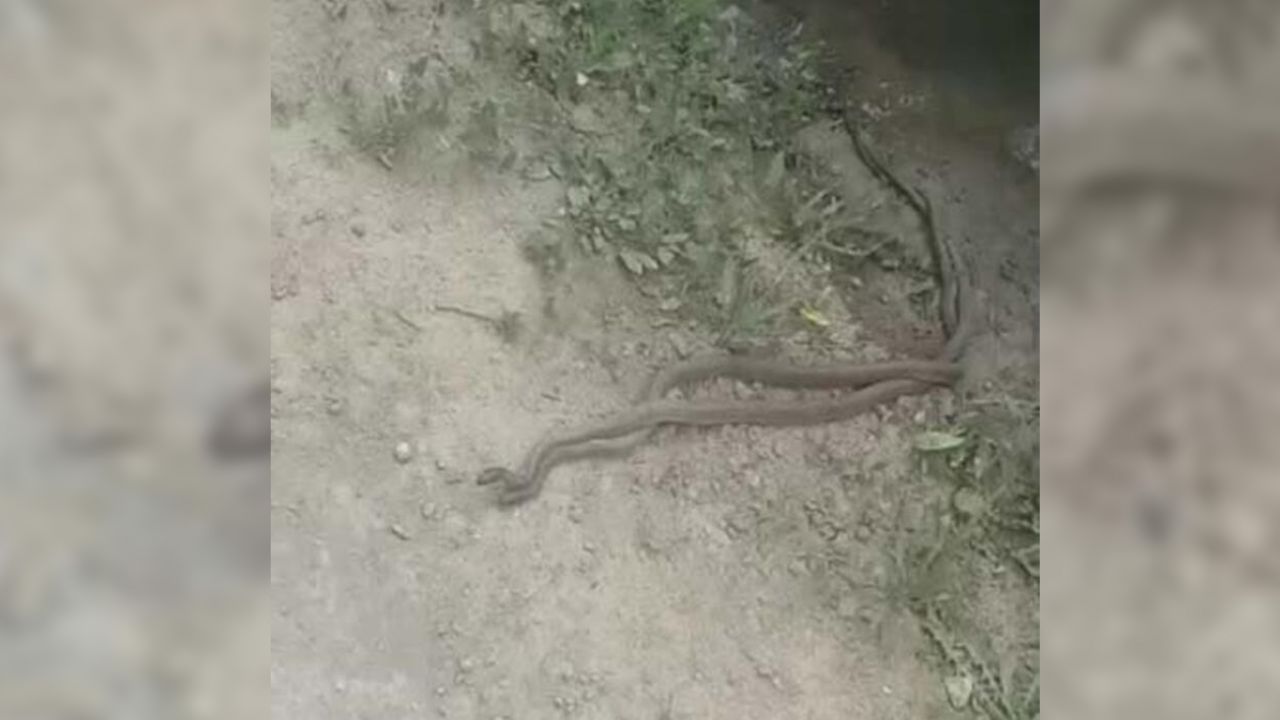 Yılan haberleri gelmeye devam ediyor! 3