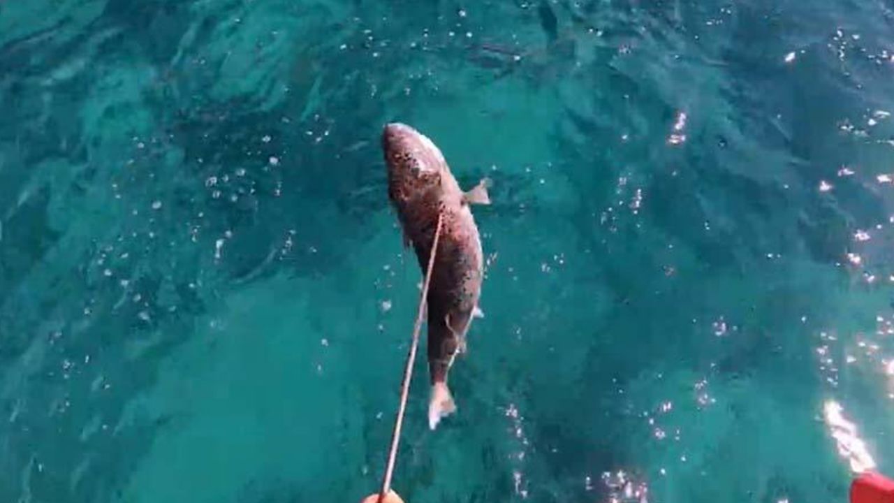 Çekim yaparken balon balığı parmağını koparıyordu 3
