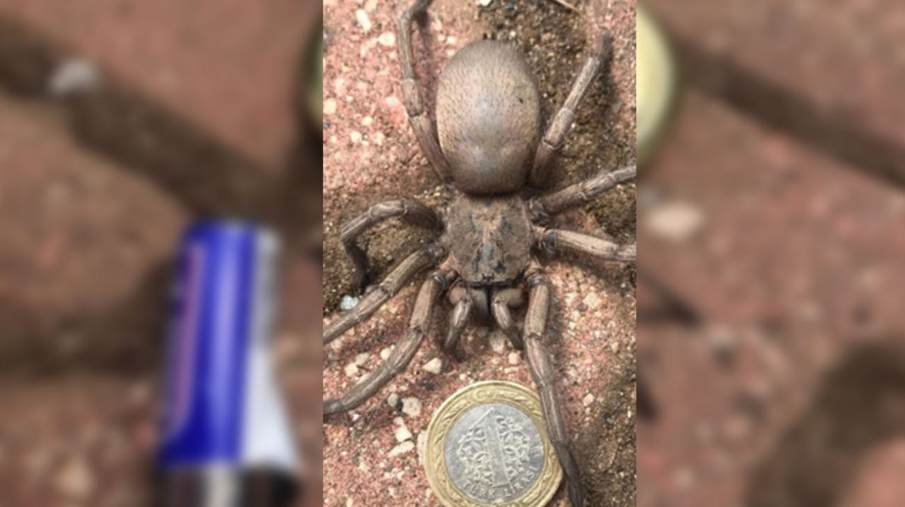 Yılanlardan sonra şimdi de zehirli ‘uğur böceği örümceği’ 10