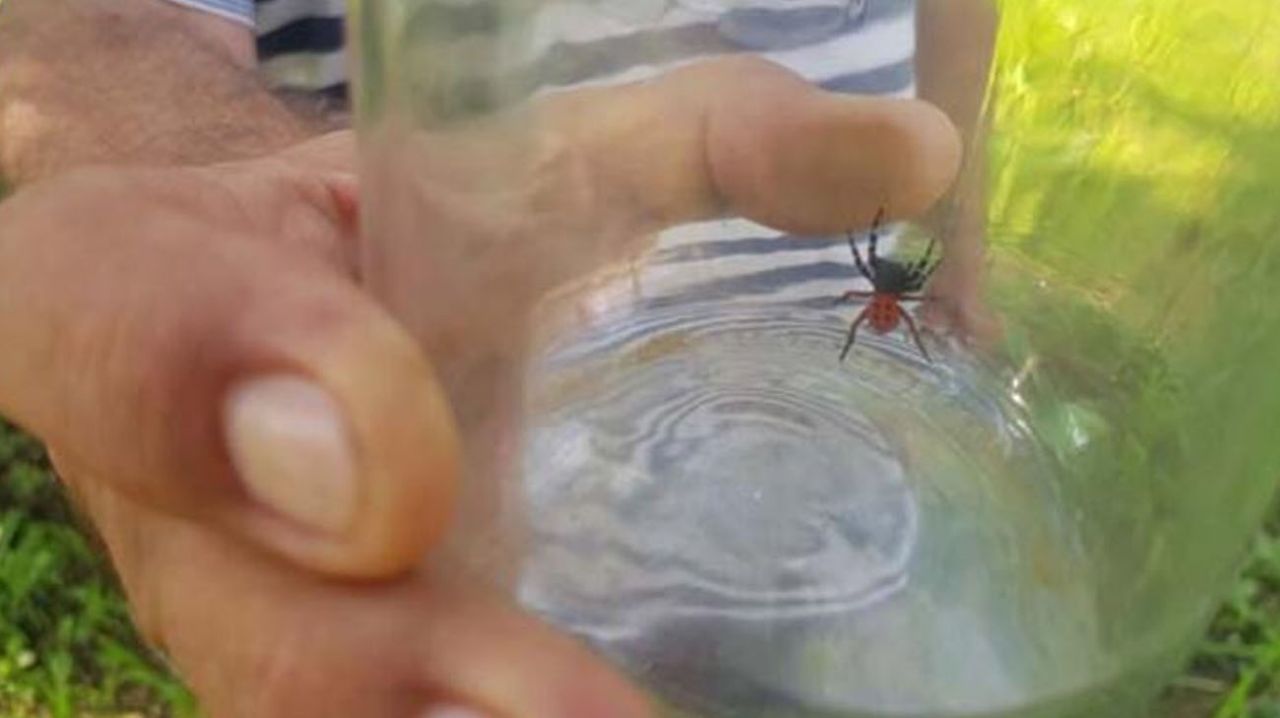 Yılanlardan sonra şimdi de zehirli ‘uğur böceği örümceği’ 2