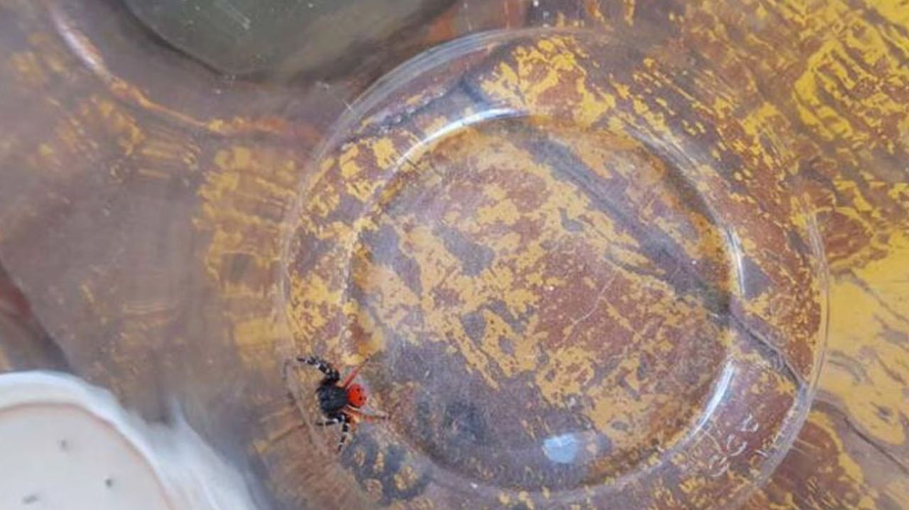 Yılanlardan sonra şimdi de zehirli ‘uğur böceği örümceği’ 3