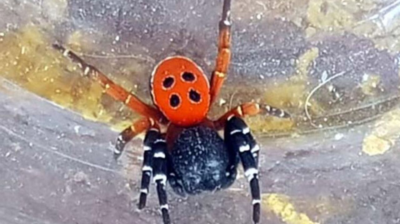 Yılanlardan sonra şimdi de zehirli ‘uğur böceği örümceği’ 5
