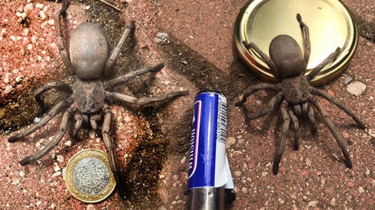 Yılanlardan sonra şimdi de zehirli ‘uğur böceği örümceği’ 6