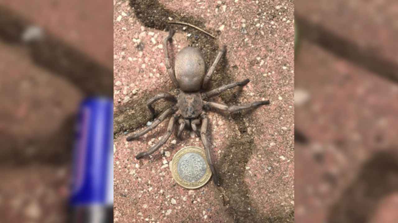 Yılanlardan sonra şimdi de zehirli ‘uğur böceği örümceği’ 8