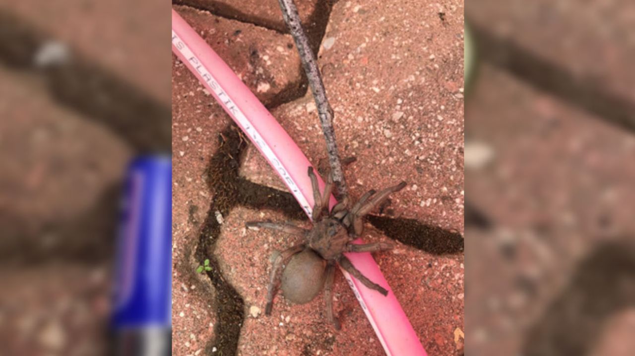 Yılanlardan sonra şimdi de zehirli ‘uğur böceği örümceği’ 9