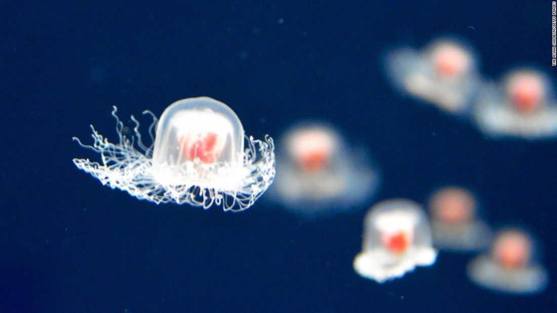 Kendisini 'bebek' yapıp yeniden büyüyor 9