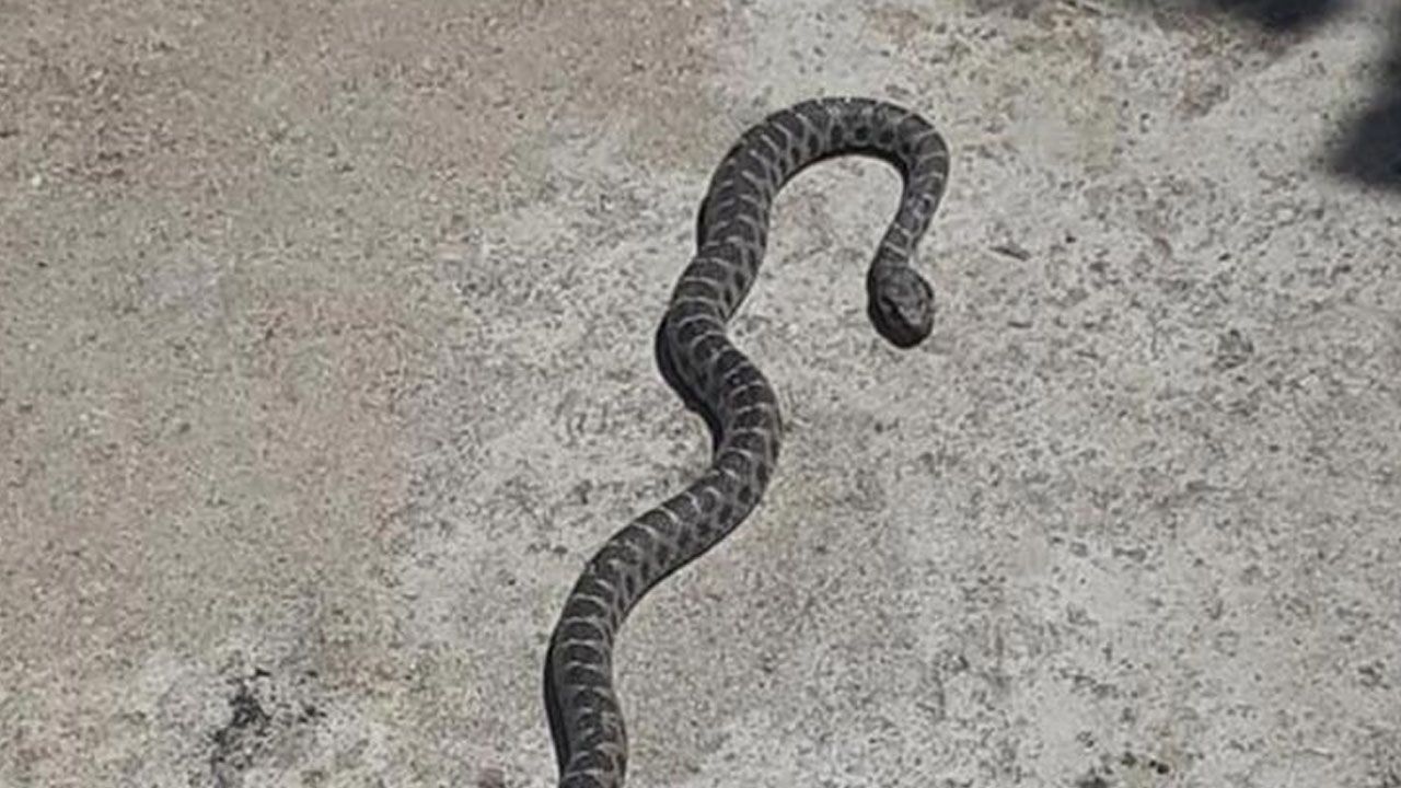Denizli'de yılan ve akrep paniği! Onlarca kişi hastaneye koştu 11