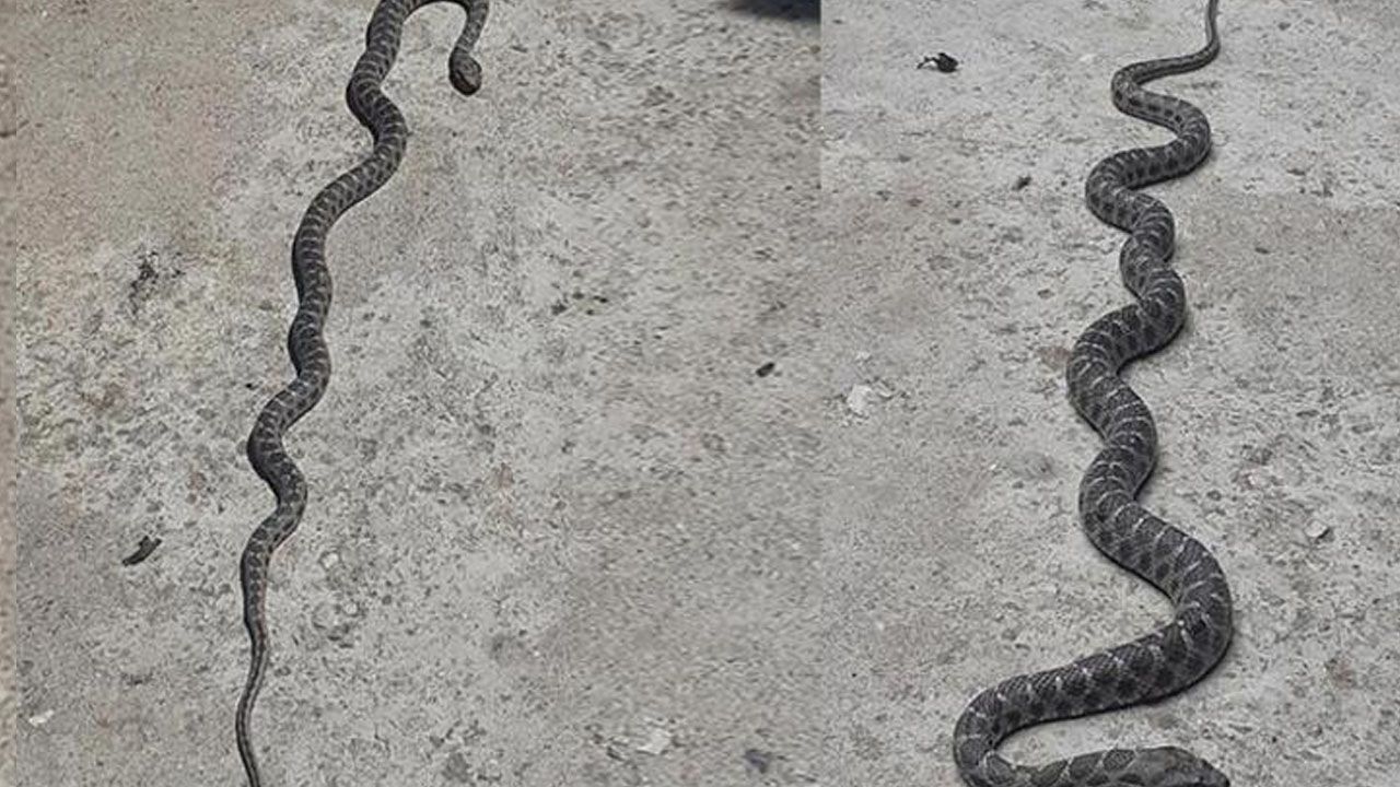 Denizli'de yılan ve akrep paniği! Onlarca kişi hastaneye koştu 12