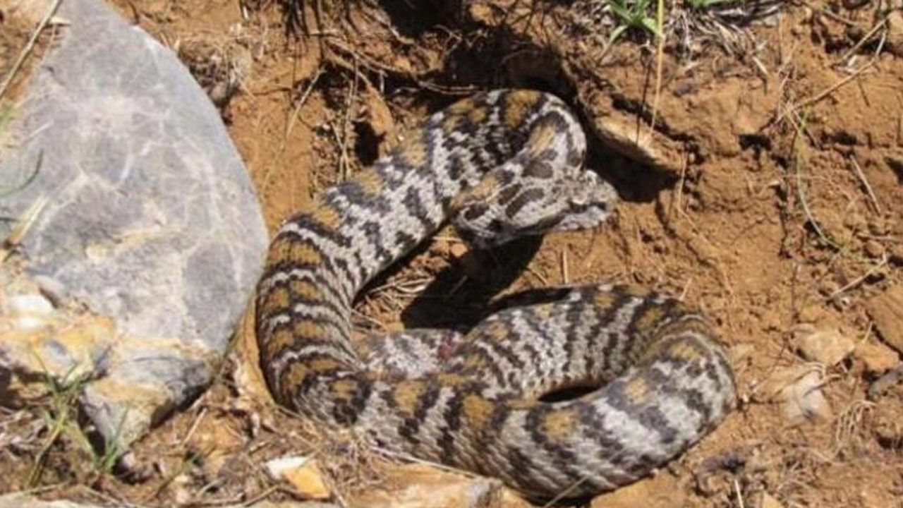 Denizli'de yılan ve akrep paniği! Onlarca kişi hastaneye koştu 3