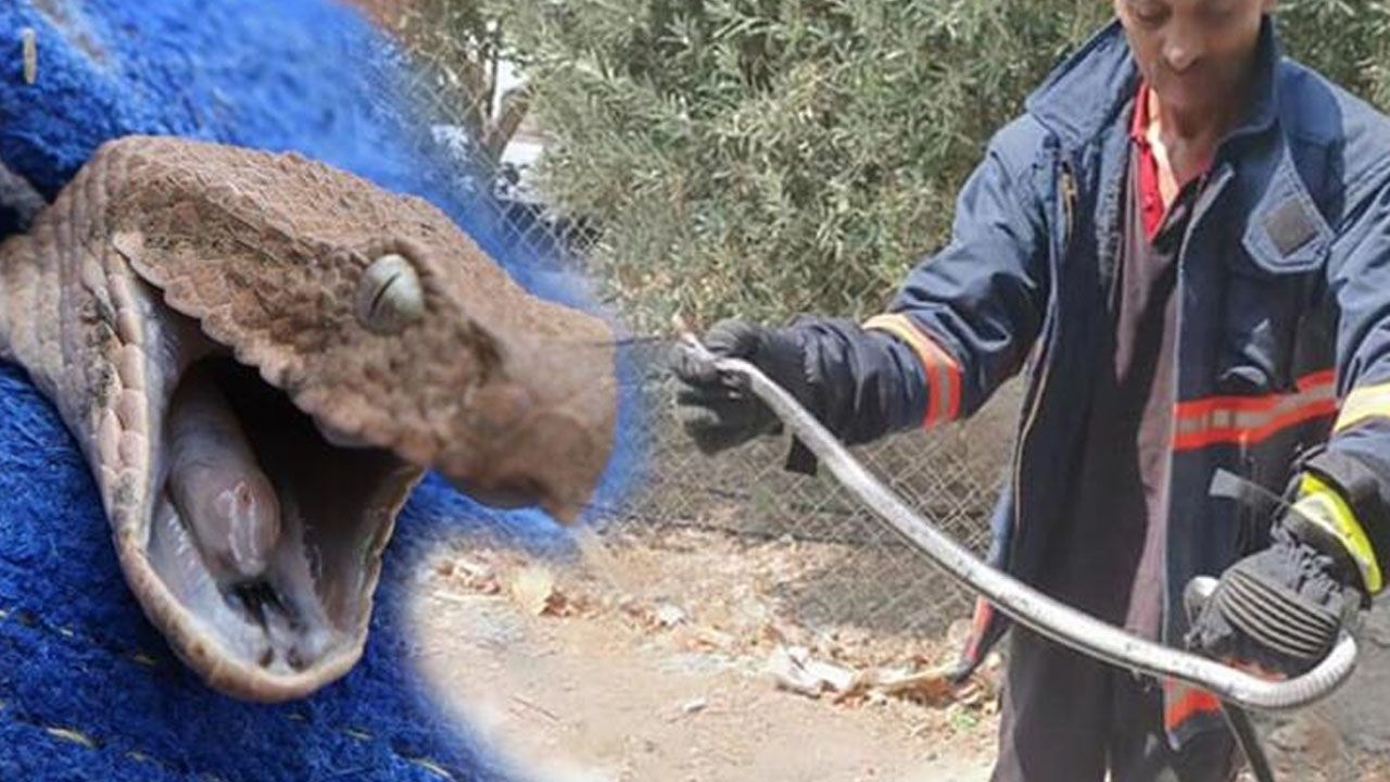 Denizli'de yılan ve akrep paniği! Onlarca kişi hastaneye koştu 5