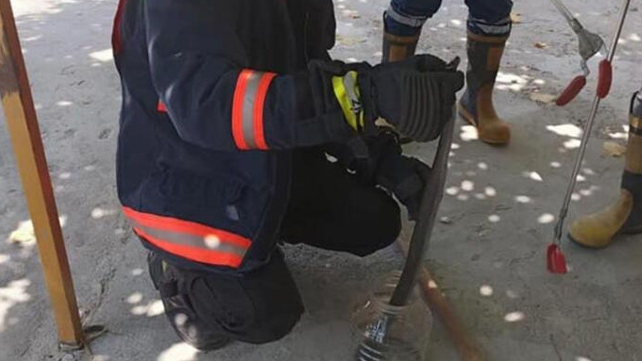Denizli'de yılan ve akrep paniği! Onlarca kişi hastaneye koştu 7