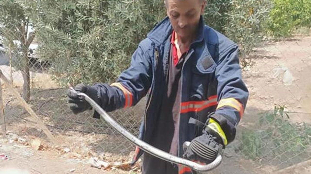 Denizli'de yılan ve akrep paniği! Onlarca kişi hastaneye koştu 8