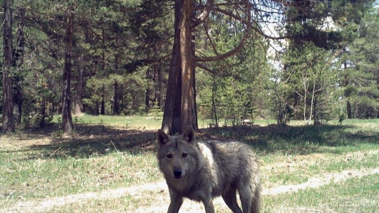 Yıllar sonra o ilde görüntülendi! 9