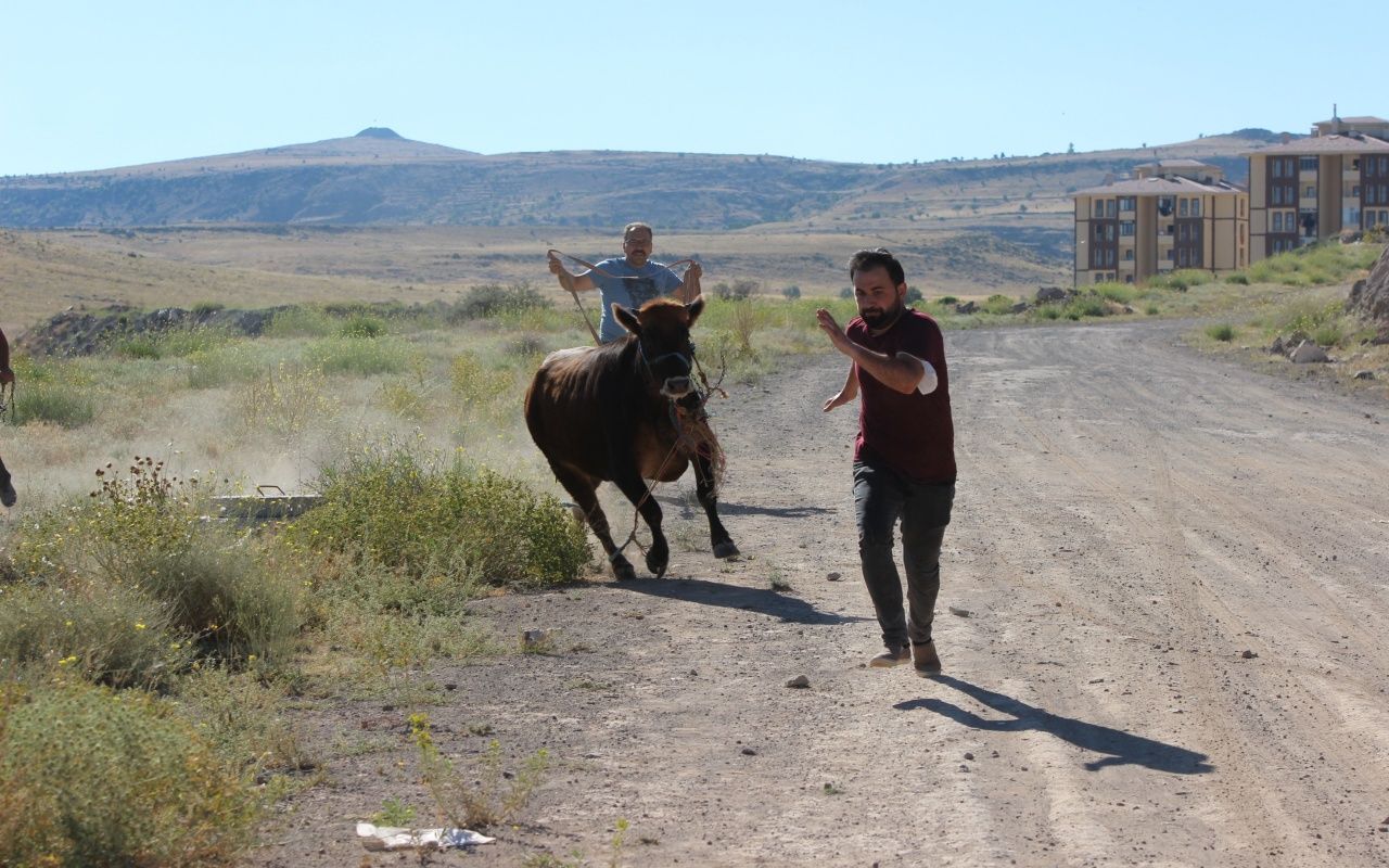 Kayseri'de dana kaçtı, onlar kovaladı 11