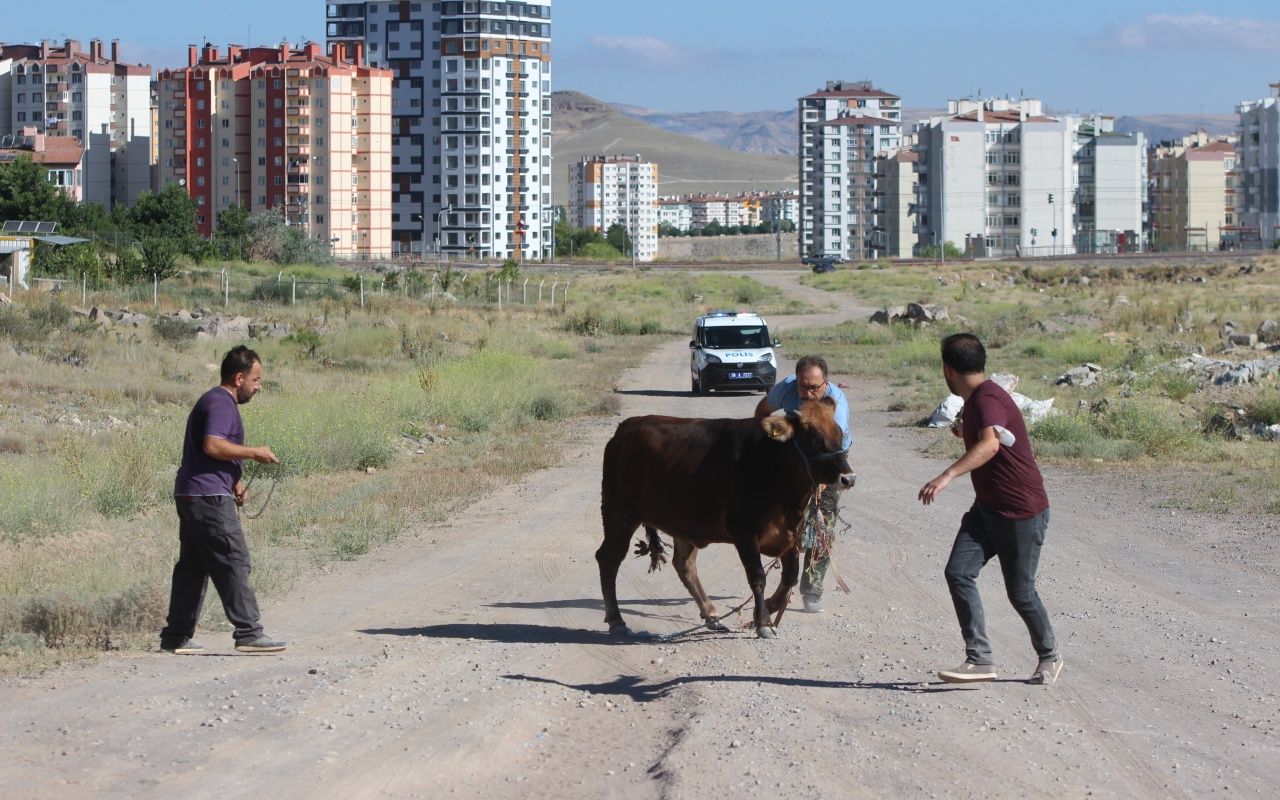Kayseri'de dana kaçtı, onlar kovaladı 5