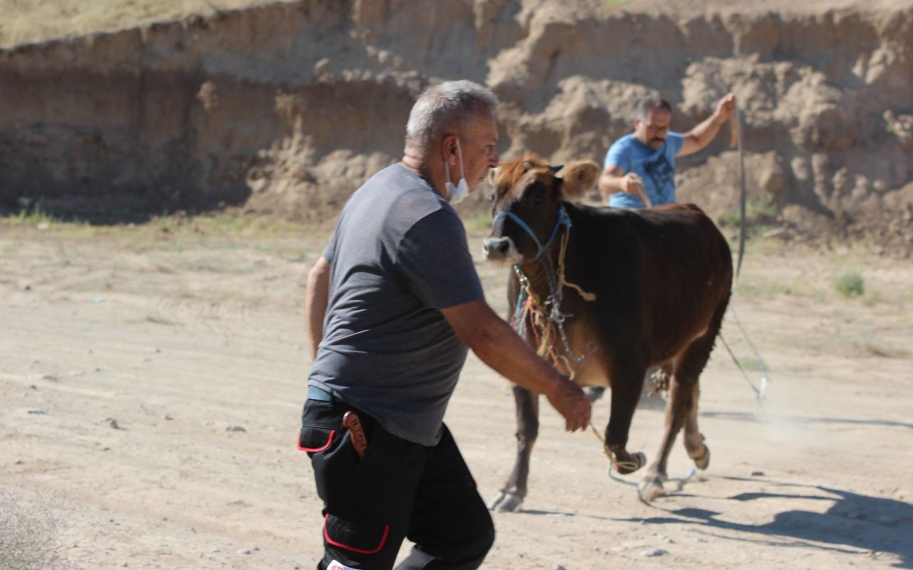 Kayseri'de dana kaçtı, onlar kovaladı 12