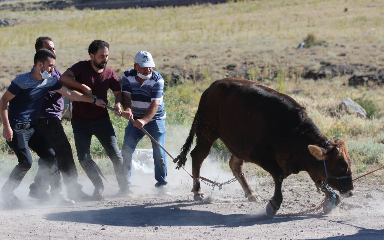 Kayseri'de dana kaçtı, onlar kovaladı 7