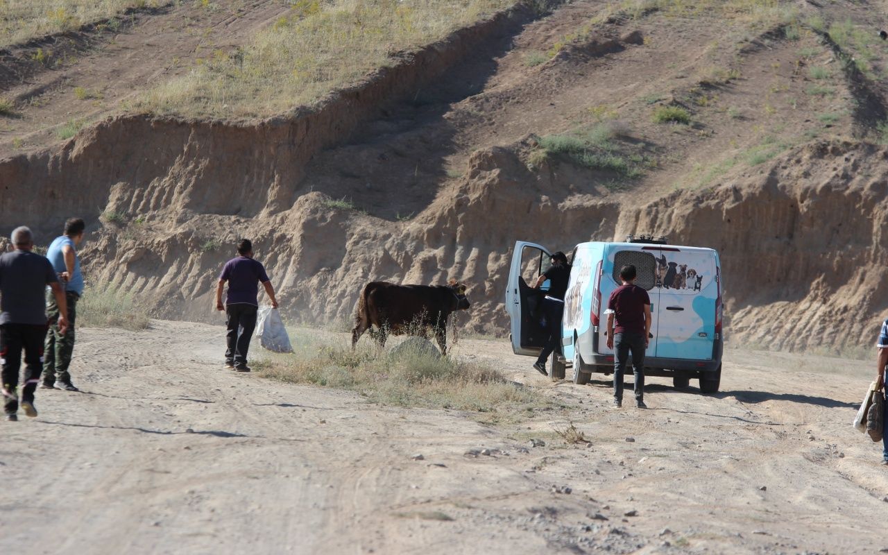Kayseri'de dana kaçtı, onlar kovaladı 2