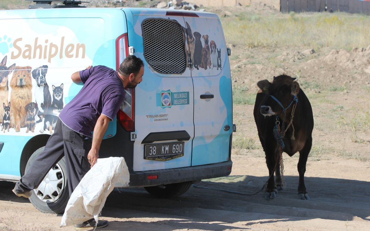 Kayseri'de dana kaçtı, onlar kovaladı 8