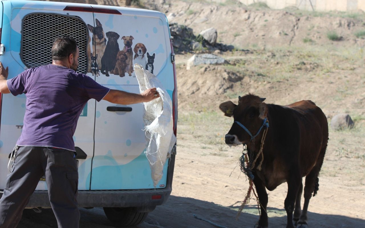 Kayseri'de dana kaçtı, onlar kovaladı 9