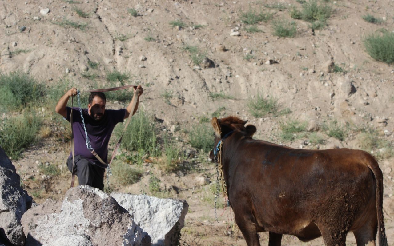 Kayseri'de dana kaçtı, onlar kovaladı 3