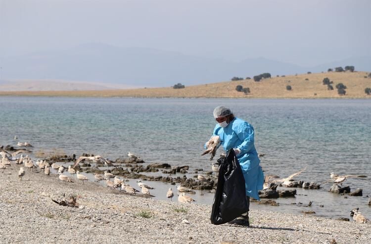 Van'da martı ölümlerinin nedeni belli oldu 9