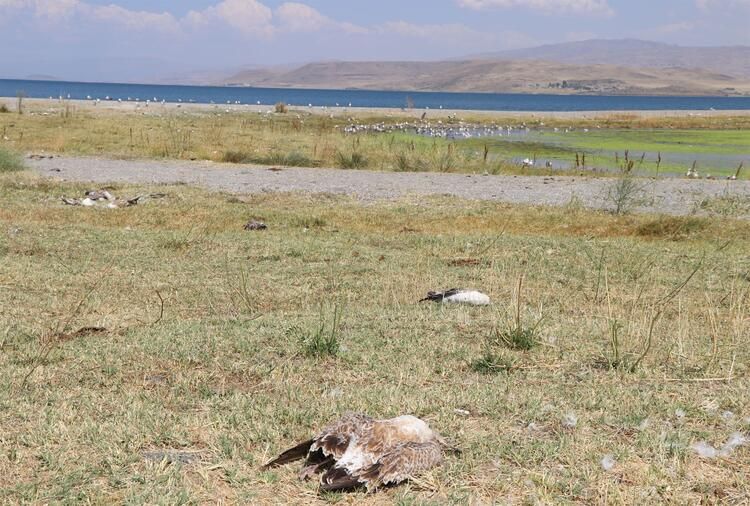 Van'da martı ölümlerinin nedeni belli oldu 3