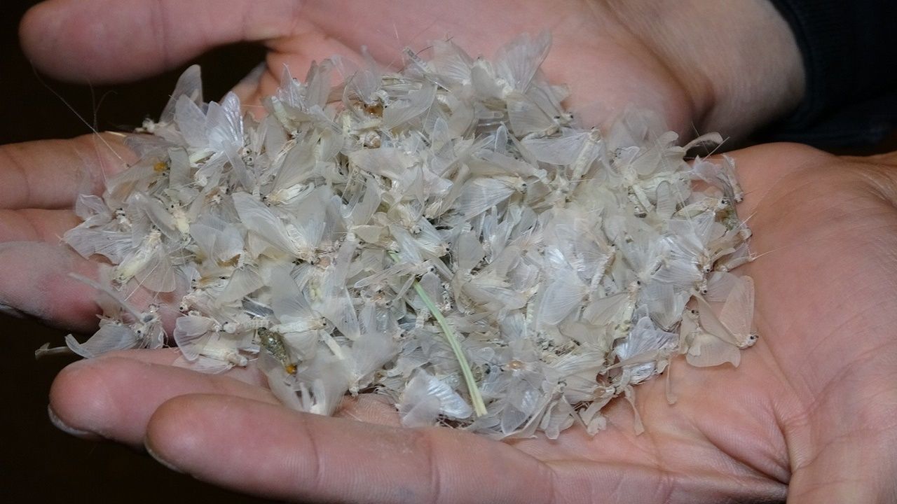 Kelebeklerin ölüm uçuşu 7