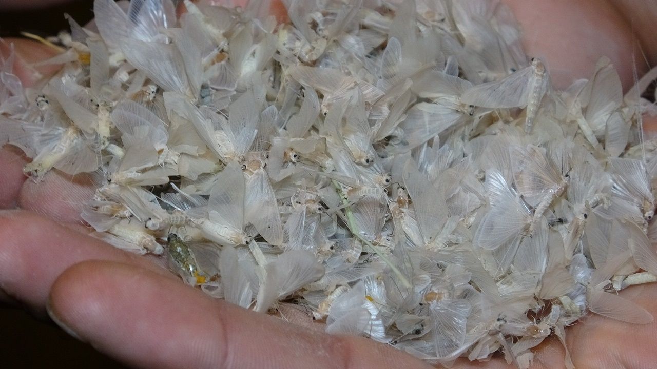 Kelebeklerin ölüm uçuşu 8