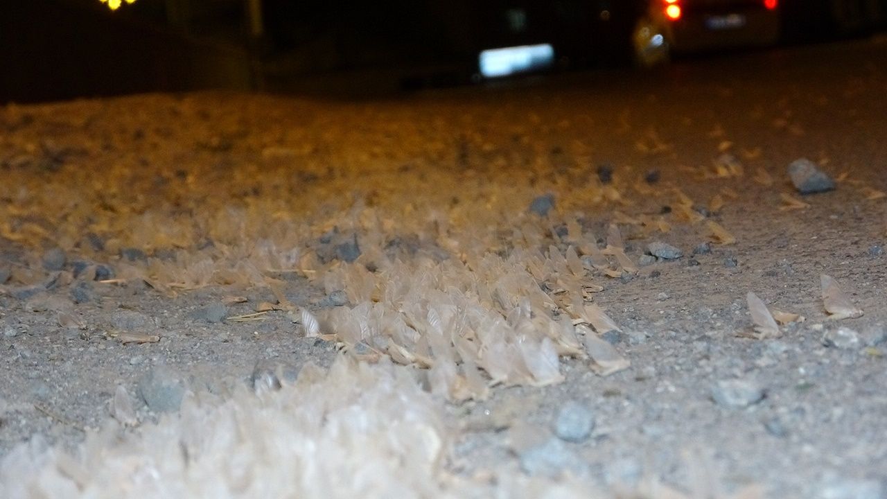 Kelebeklerin ölüm uçuşu 11
