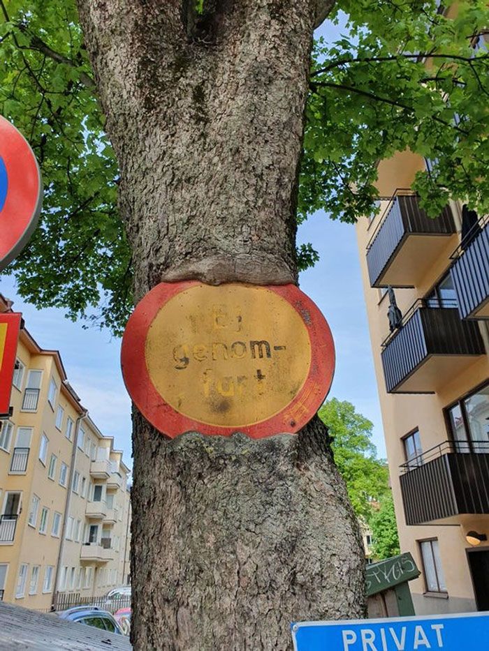 Büyümek için çevresinde ne varsa yiyen 'obur ağaçlar' 4