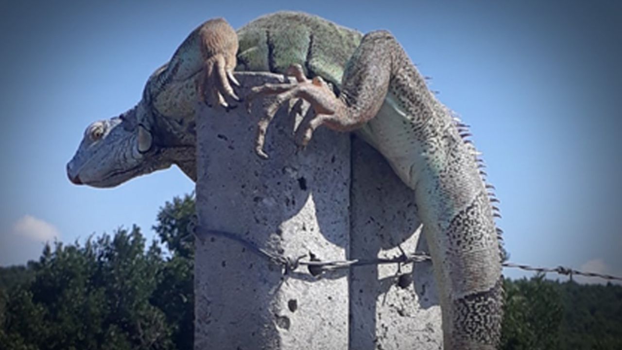 Çatalca'da iguana görüldü! Koruma altına alındı... 1