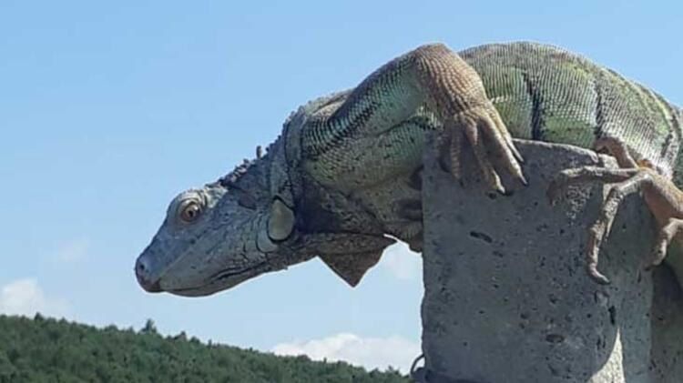 Çatalca'da iguana görüldü! Koruma altına alındı... 2