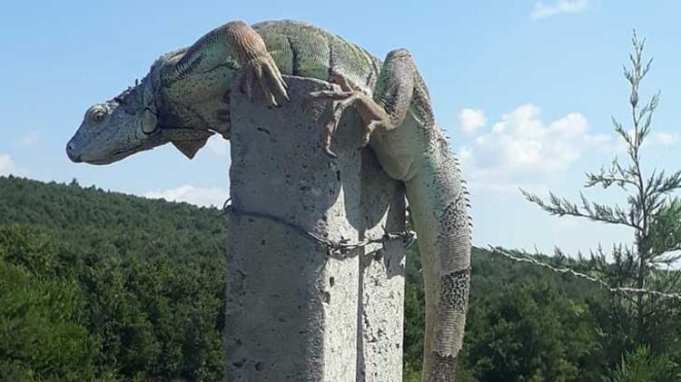 Çatalca'da iguana görüldü! Koruma altına alındı... 3