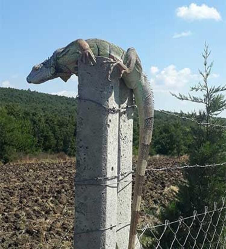 Çatalca'da iguana görüldü! Koruma altına alındı... 5