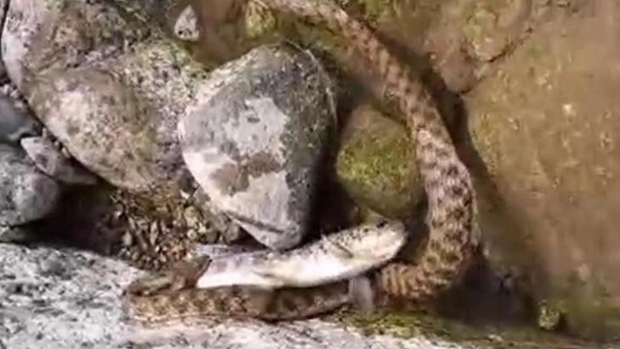 Kırmızı benekli alabalık yılandan kurtulamadı! 2