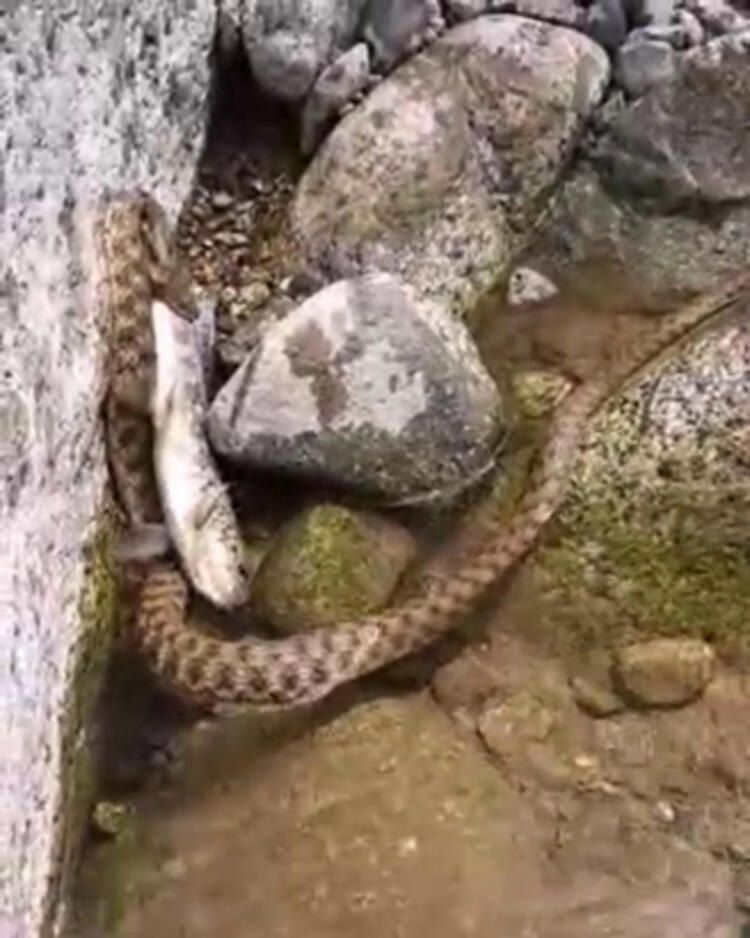 Kırmızı benekli alabalık yılandan kurtulamadı! 3