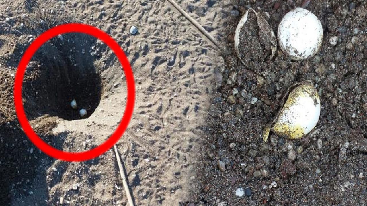 Kaplumbağa yuvalarının iş makinesiyle dağıtılmasına 442 bin lira ceza 1