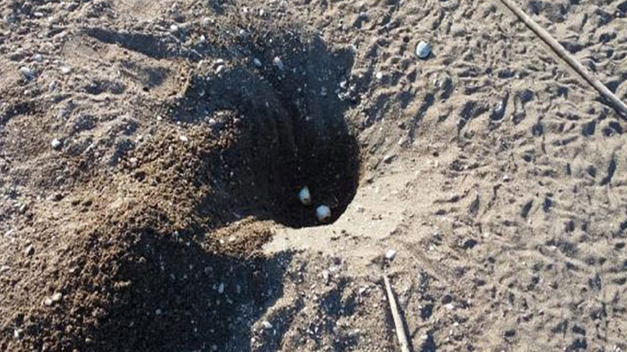 Kaplumbağa yuvalarının iş makinesiyle dağıtılmasına 442 bin lira ceza 3