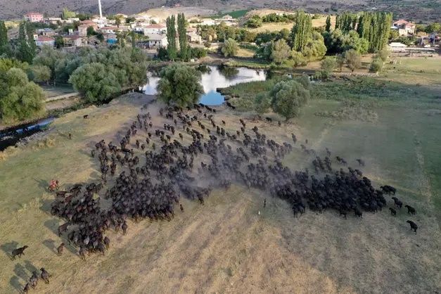 Erciyes'in eteklerinde yayılan mandaların gün sonu banyosu 17