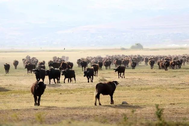 Erciyes'in eteklerinde yayılan mandaların gün sonu banyosu 13