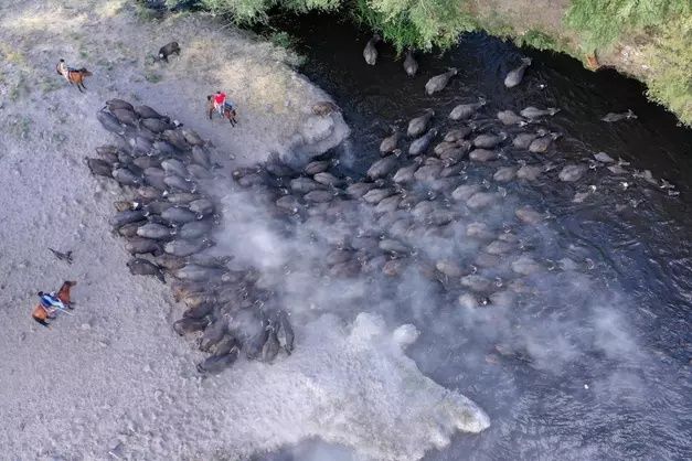 Erciyes'in eteklerinde yayılan mandaların gün sonu banyosu 14