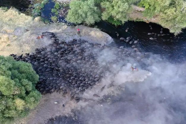 Erciyes'in eteklerinde yayılan mandaların gün sonu banyosu 16