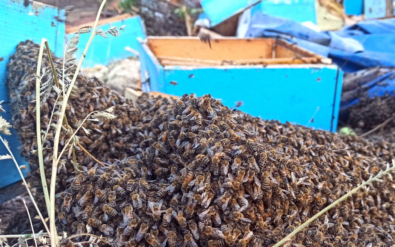 Arı kovanı yüklü kamyon devrildi: 3 ölü 9